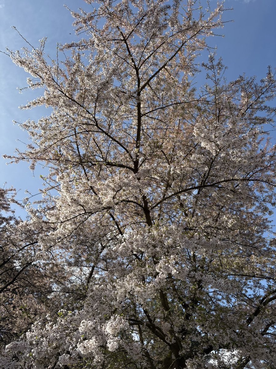 Stephan van Huis tweet media