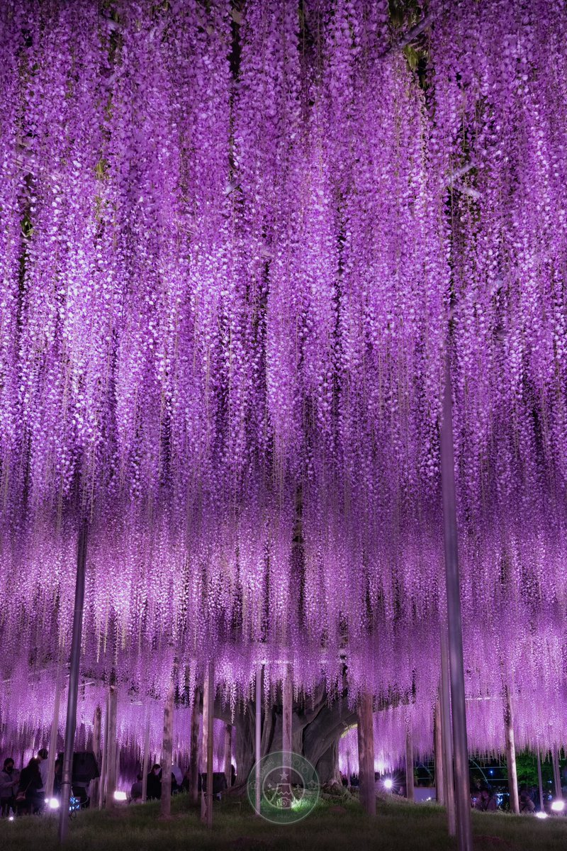 樹齢160年を超える大藤棚に誘われし幻想的な夜。