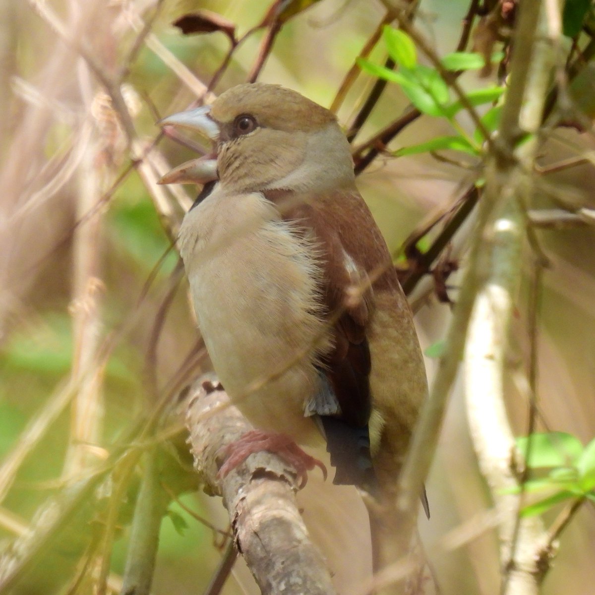 birdwatcherYT tweet media