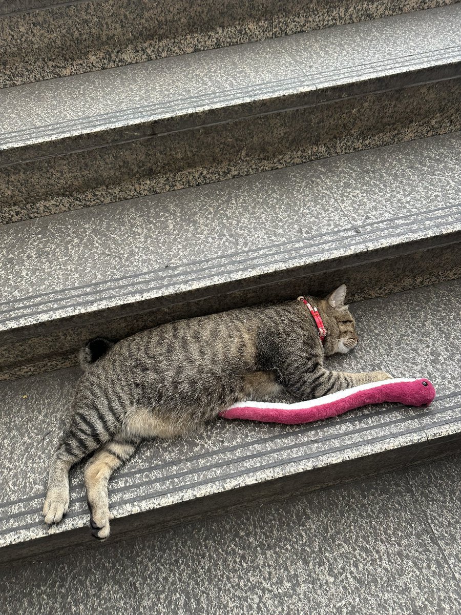 praewina's tweet photo. เจอแมวสลิดเซเลปสิริกิตแล้ว นอนแฟ่ดเลยลูกยืนยันว่าอ้วนมาก🥺🤏🏻 https://t.co/Dm4xrx6emx
