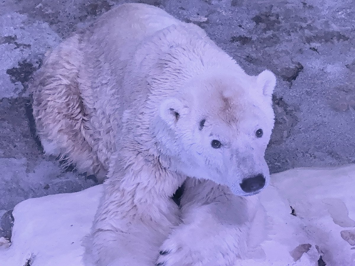 横浜・八景島シーパラダイス公式 tweet media
