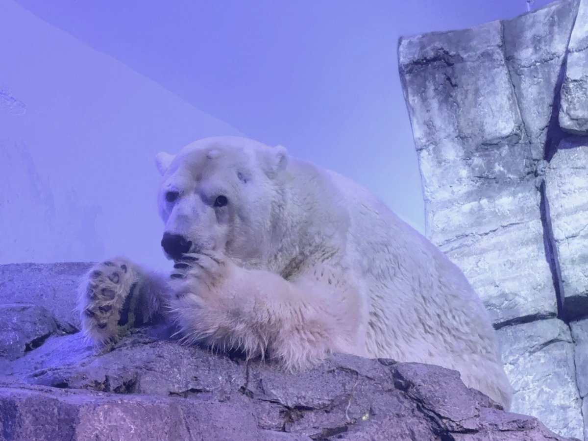 横浜・八景島シーパラダイス公式 tweet media