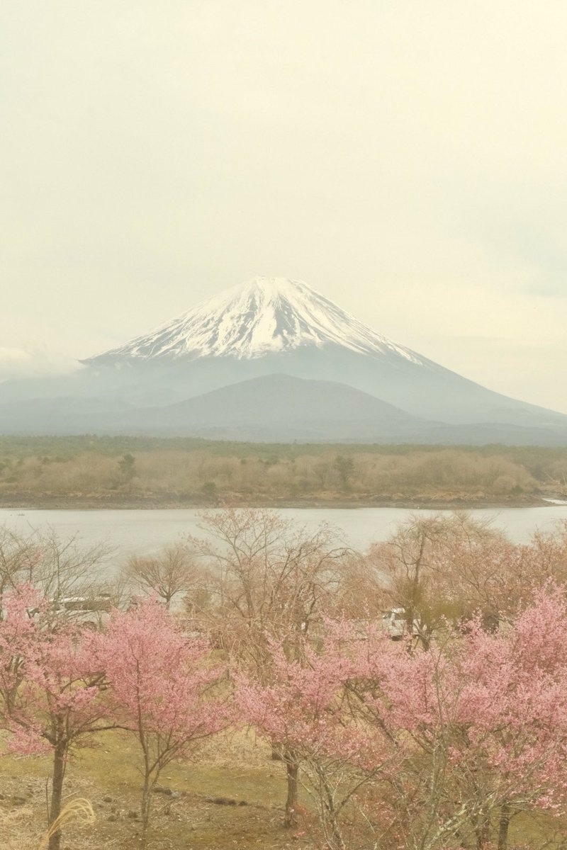 식물아래🌿이젤 tweet media