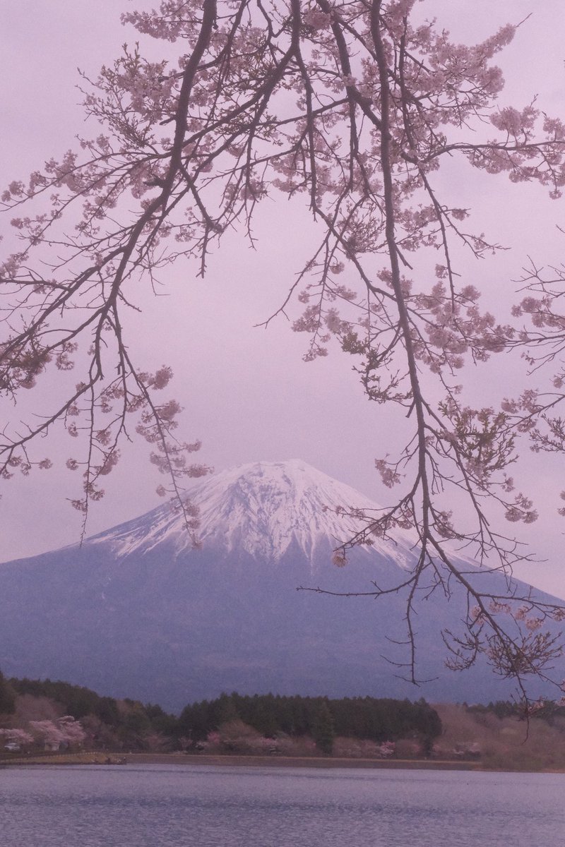 식물아래🌿이젤 tweet media