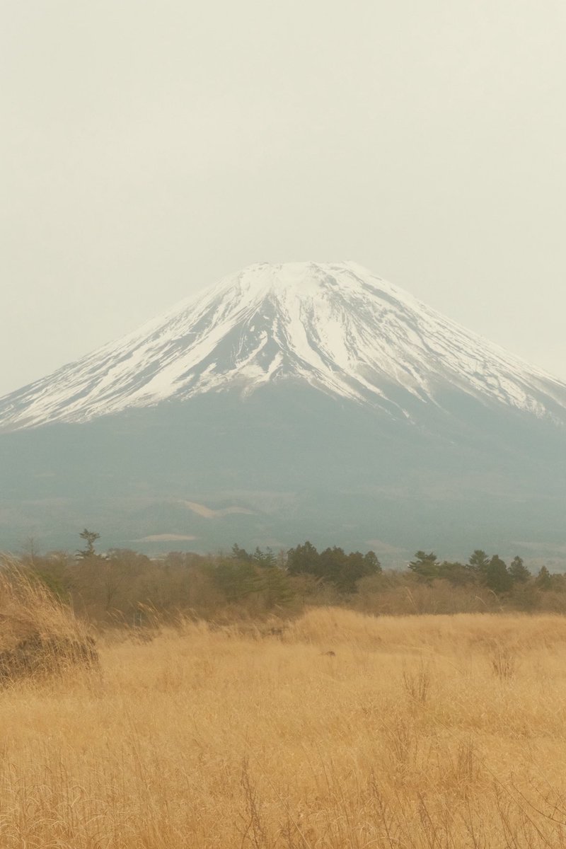 식물아래🌿이젤 tweet media