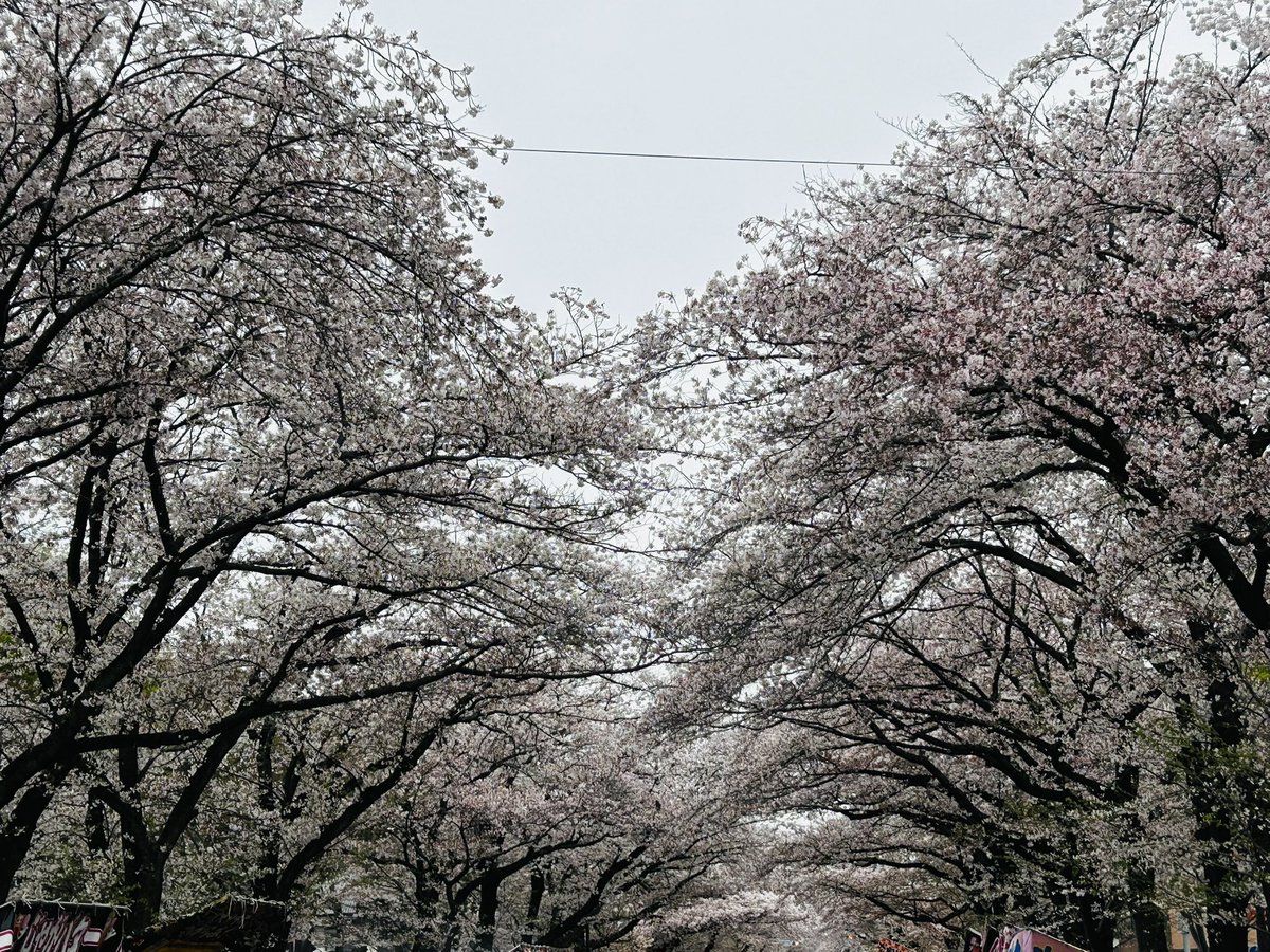 もんちゃん tweet media