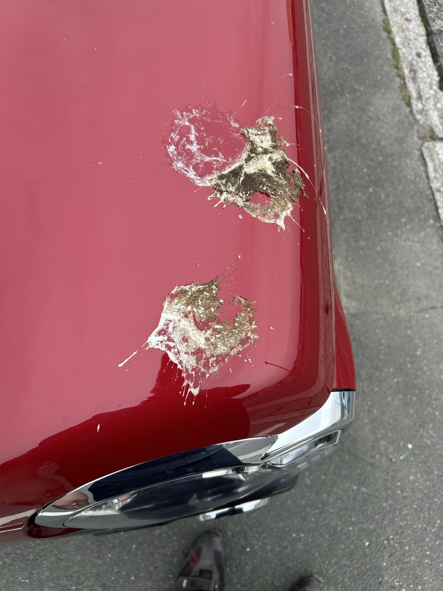 NRのあざらし tweet media