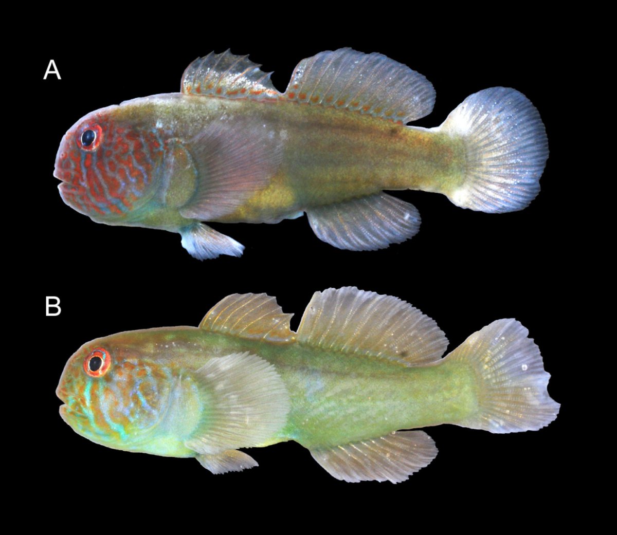 FishInTheNews's tweet photo. #NewSpeciesAlert - 𝐺𝑜𝑏𝑖𝑜𝑑𝑜𝑛 𝑙𝑖𝑚𝑚𝑜𝑛𝑖, a new coral-associated goby (Gobiidae) is described from the Moluccas, eastern Indonesia. #TeamGoby
🔓 https://t.co/lqTM8yKajG https://t.co/LRKOHunZvJ