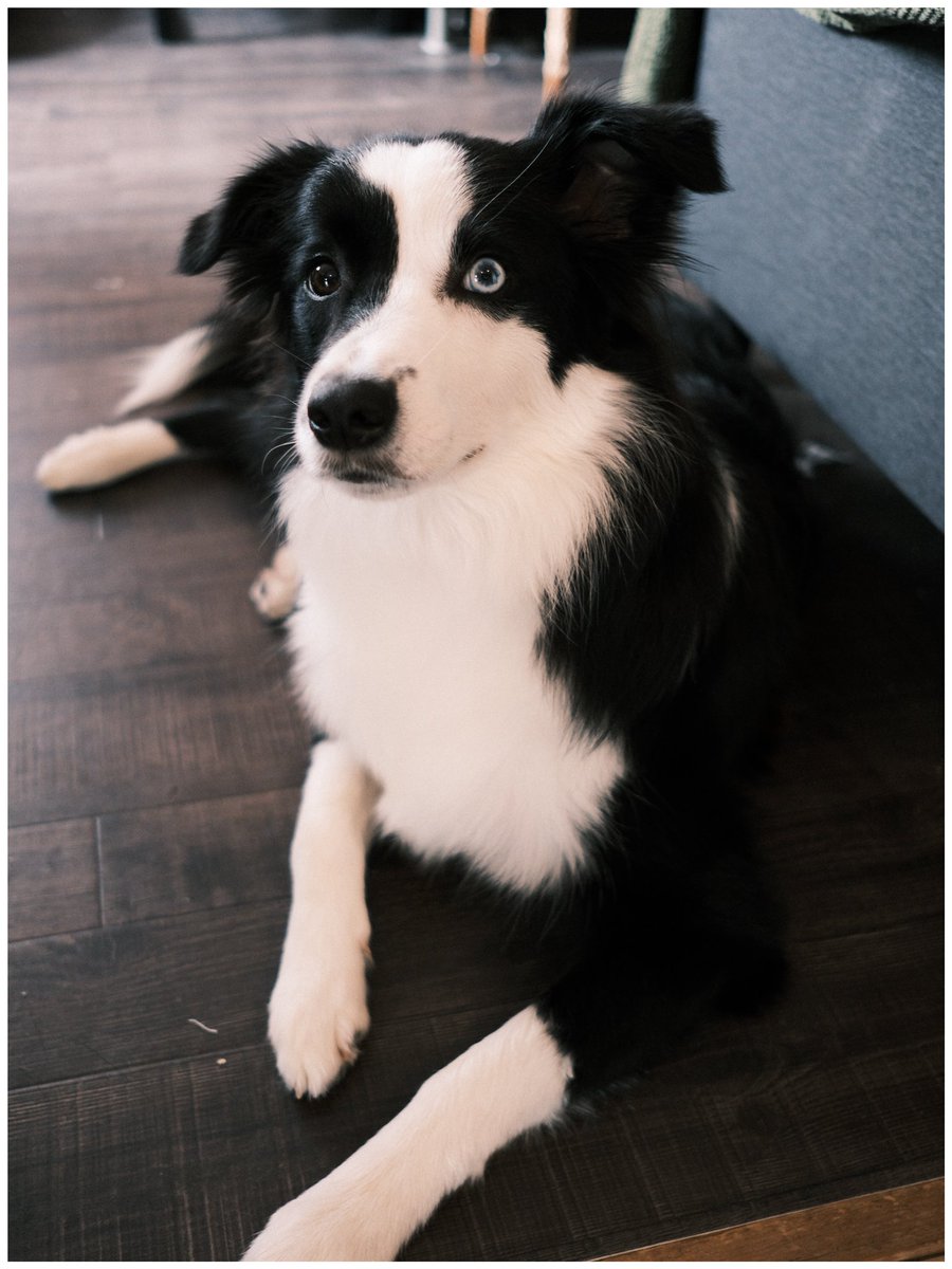 思考は帰宅。🐾 tweet media