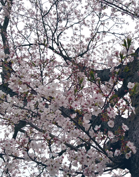 桜満開だね〜 明日入学式のとこも多そうだし晴れるといいね
