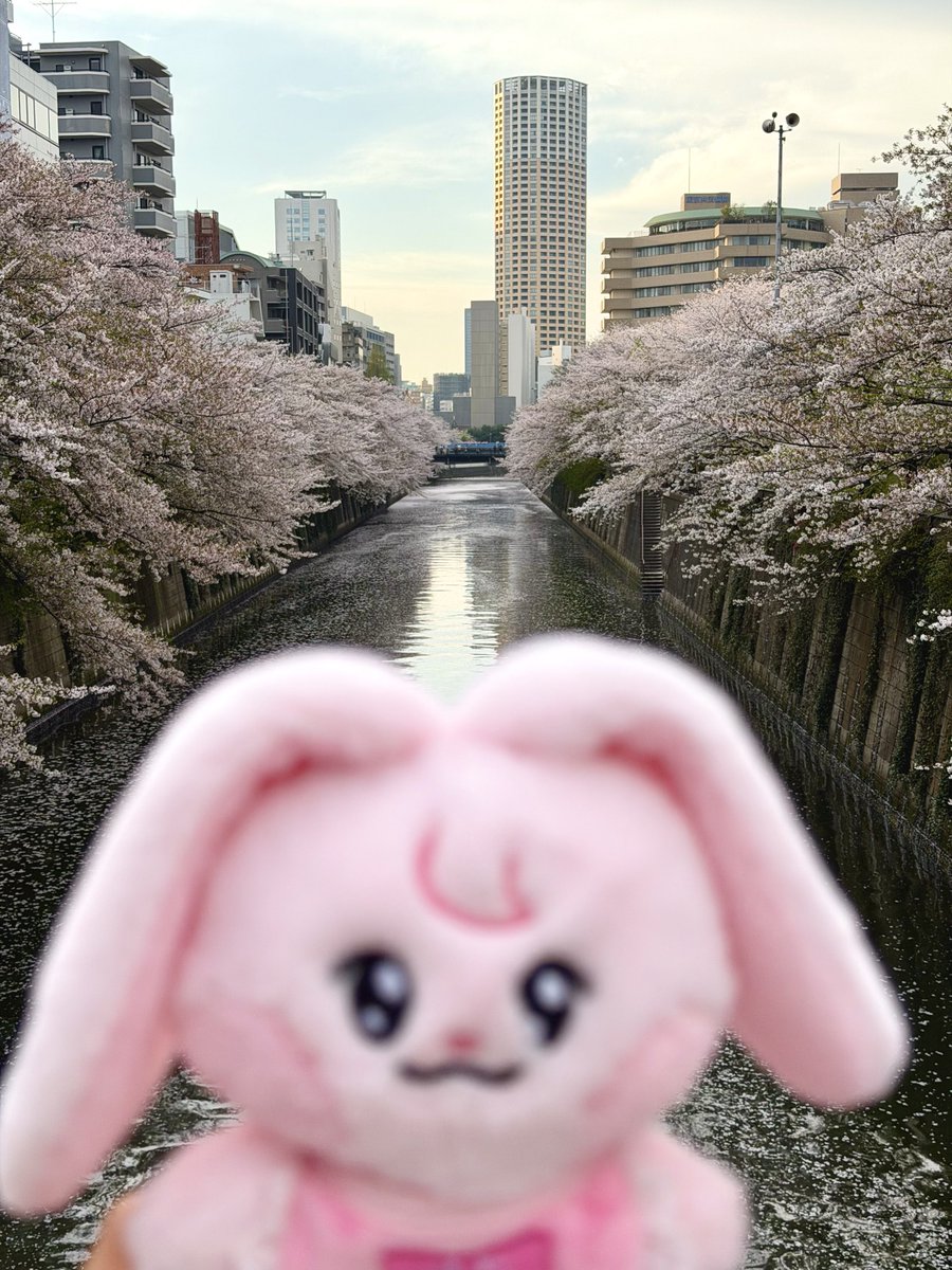 チョコミント食べたい tweet media