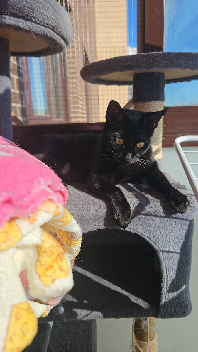 TH3 DØG tweet media