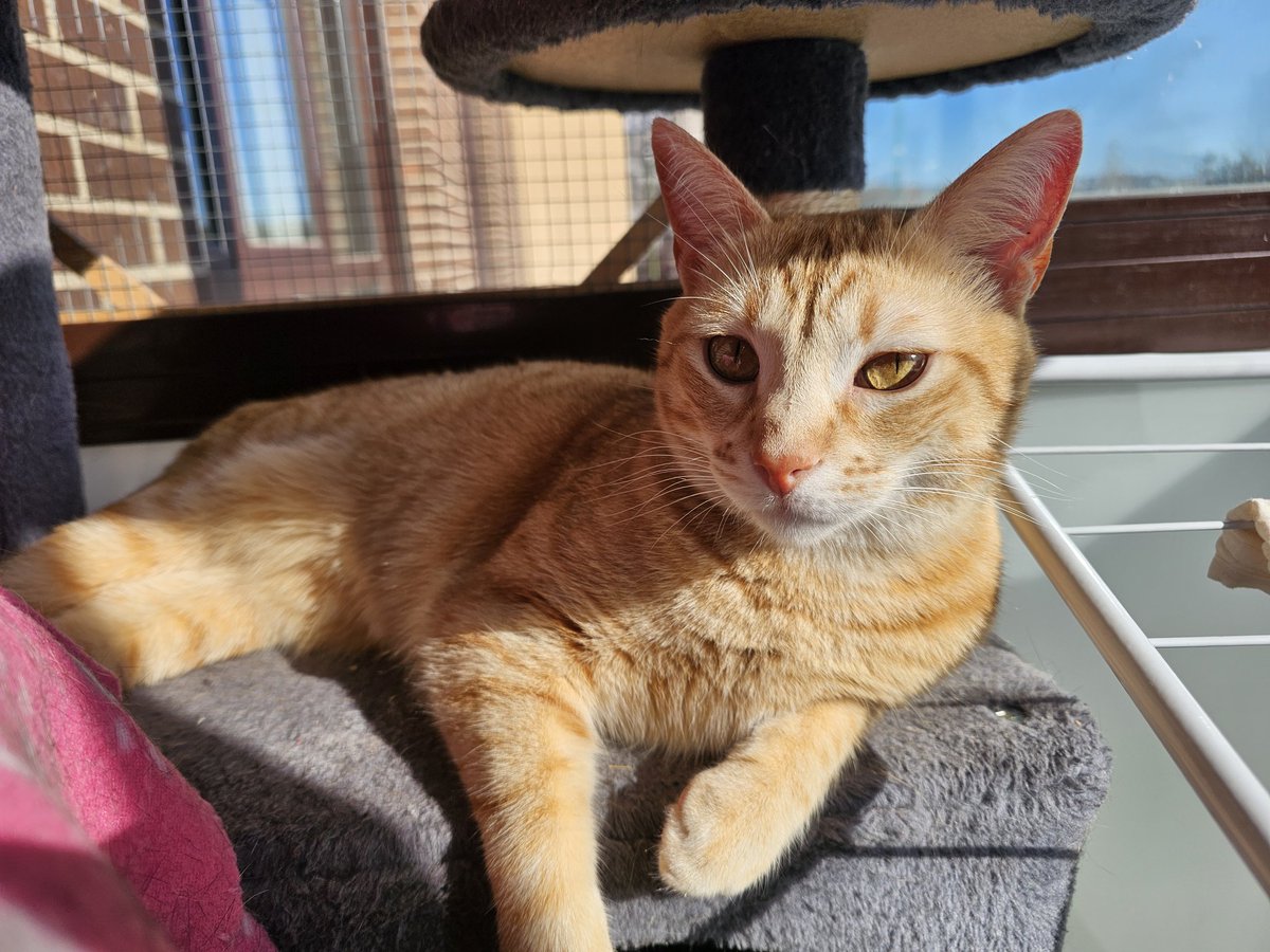 TH3 DØG tweet media