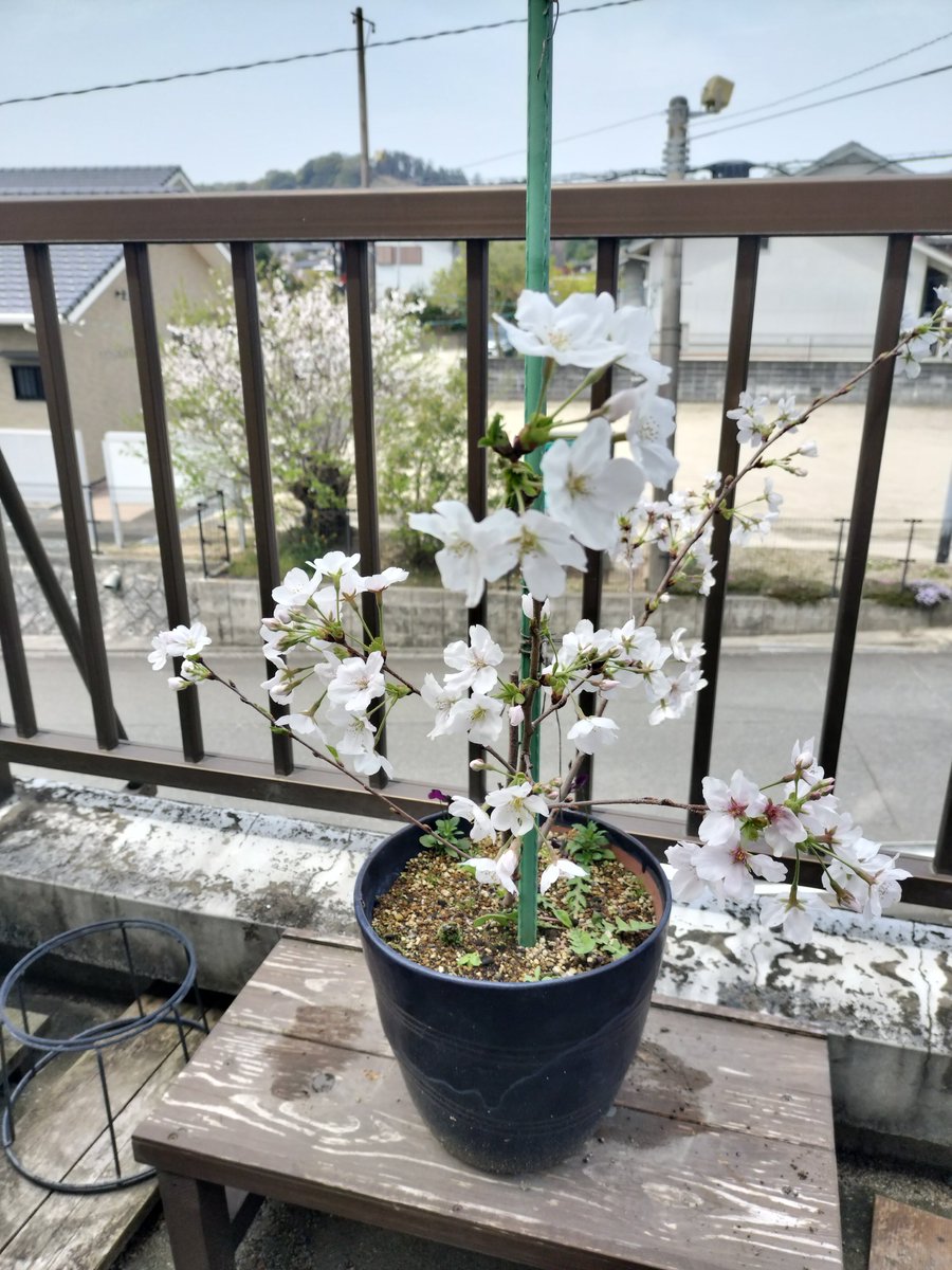 もものすけ🍑 tweet media