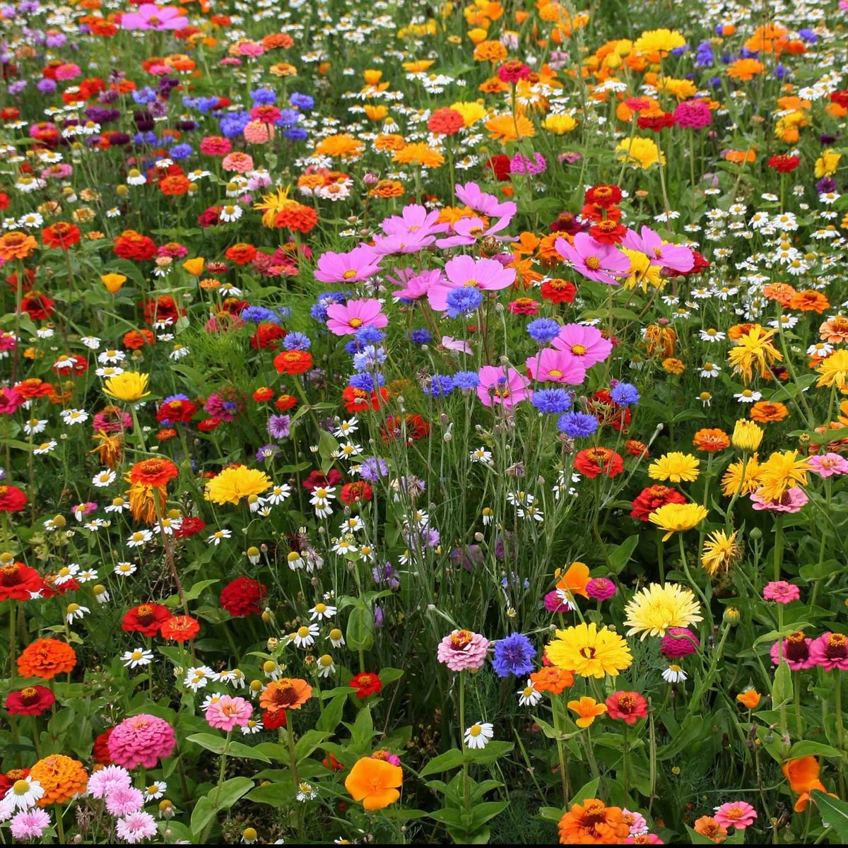 Lulu 🤍 tweet media