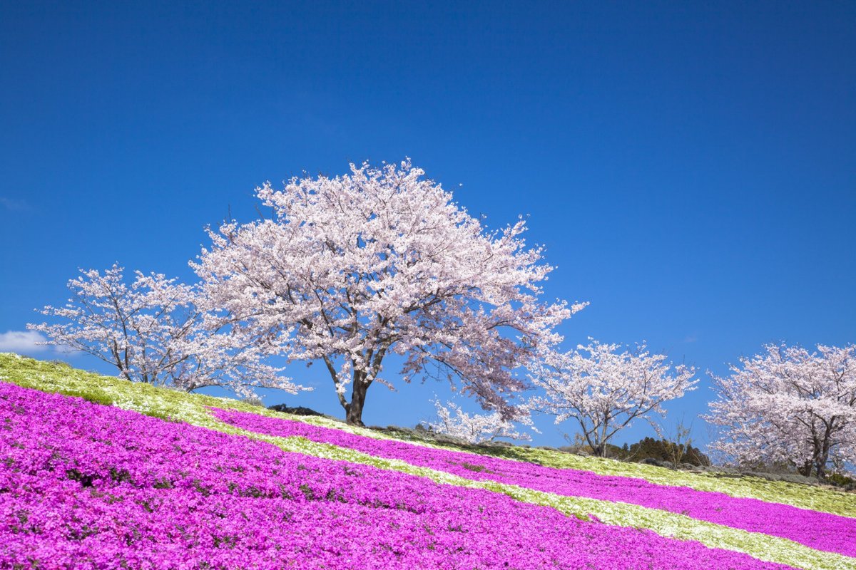 ちば観光ナビ（千葉県観光物産協会） tweet media