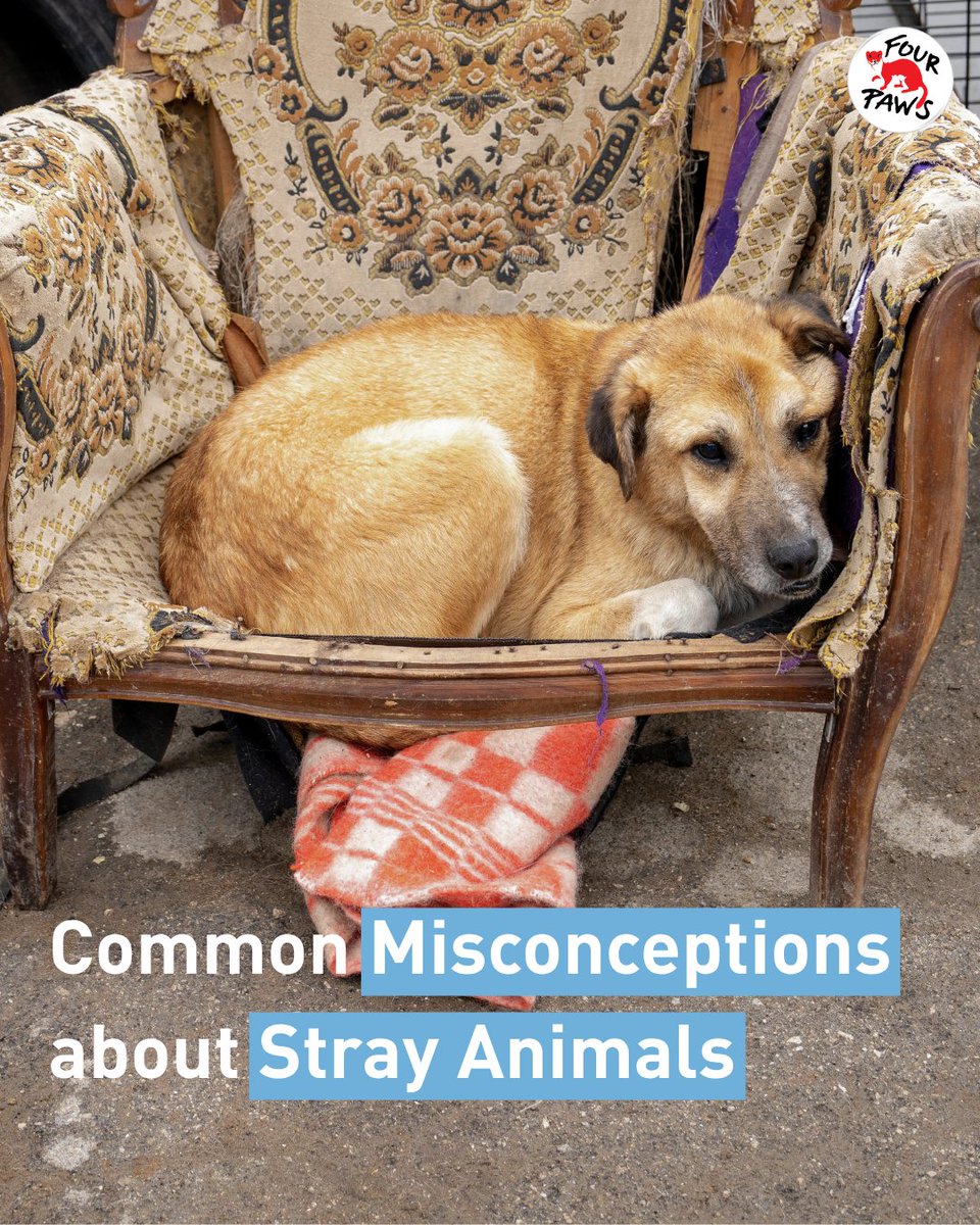 FOUR PAWS International tweet media