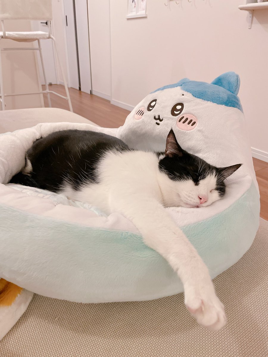 みなみと猫たち tweet media