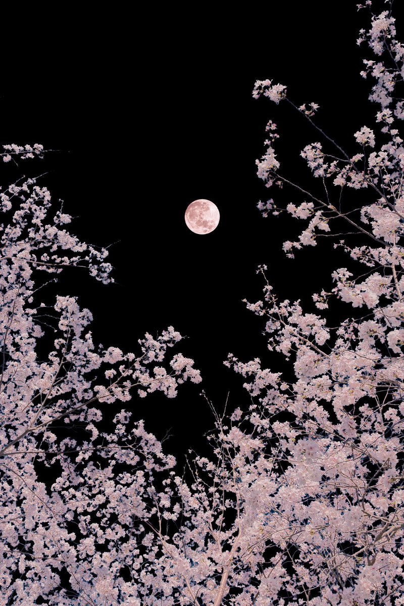 ノア | 𝘕𝘰𝘢𝘩 tweet media