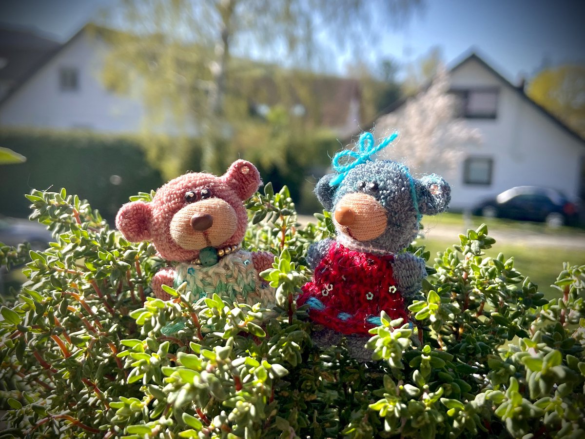 Meerhund 🌊🐶⚓️ tweet media