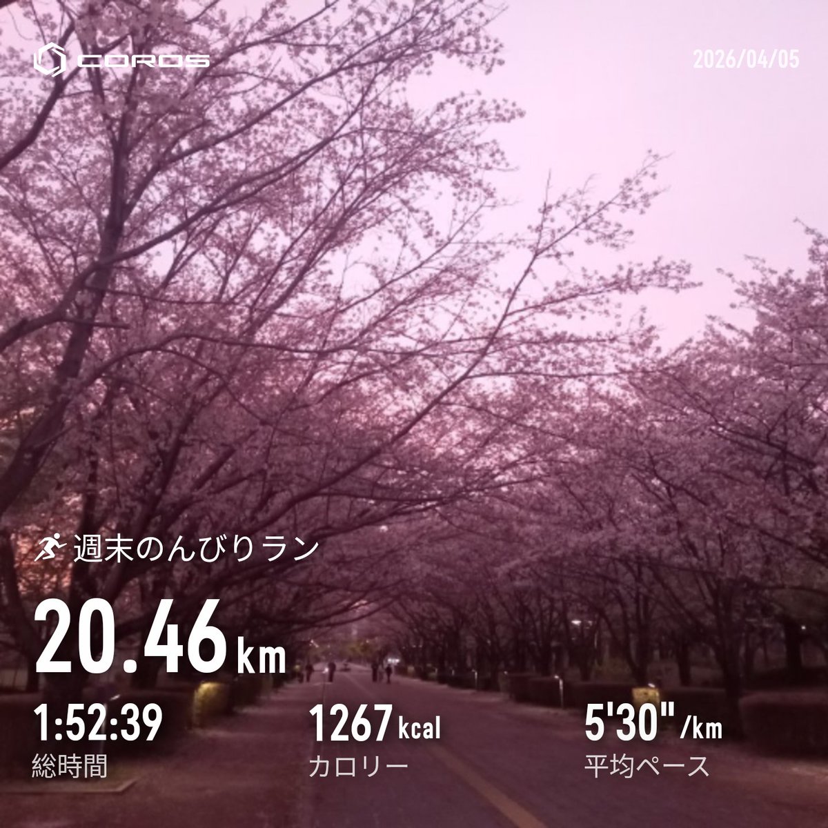 math4771's tweet photo. 週末ラン20キロ🏃

坂の果て
桜と空の
ひとつなり🌸 https://t.co/zFxzqZob5G