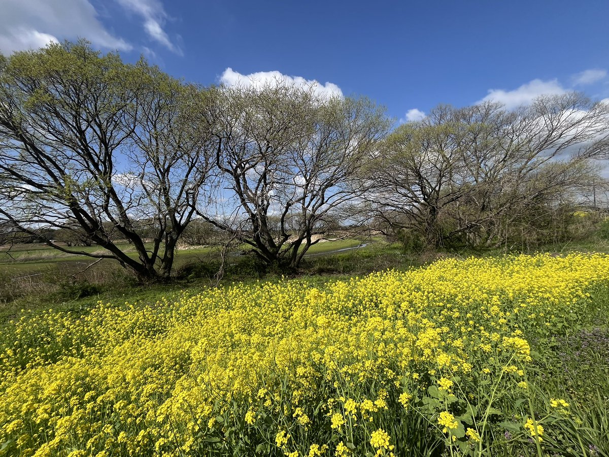 mokukindow2's tweet photo. 天気の良い午前中に沼散歩
葦が茂る前は、ガバ沼の様子がよくわかります。 https://t.co/NU7gOW9NJJ