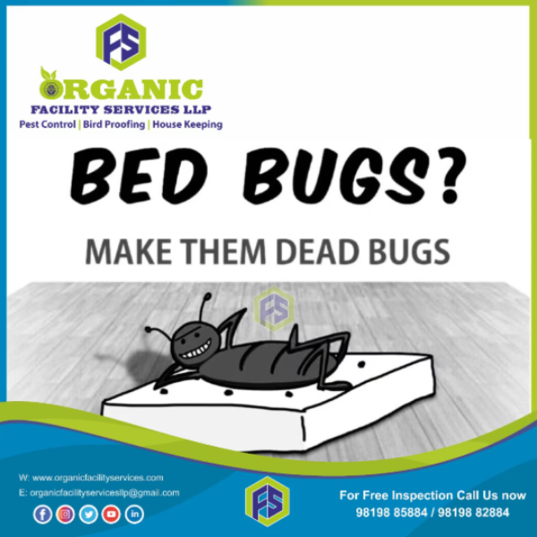 LlpOrganic's tweet photo. Bed Bugs Pest Control Service in Malad – Restoring Comfort Where It  ..For more info visit...https://t.co/u9fhIlbpje https://t.co/URuzRVf5bg