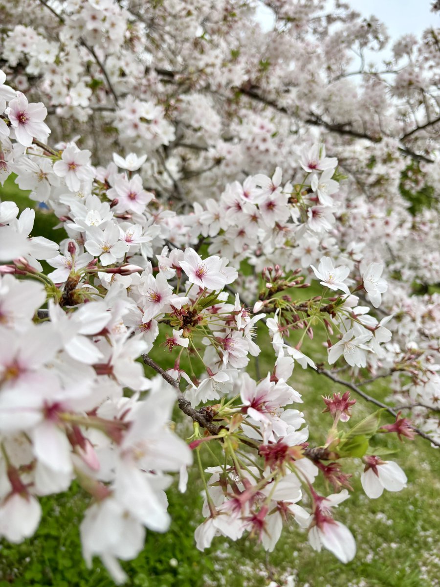 🍀天曰ひよ🐣HiyoAmai tweet media