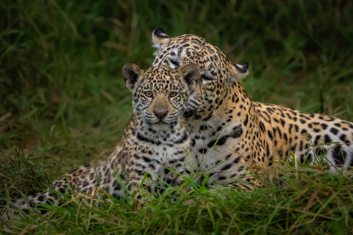 NikonIndia's tweet image. Shot by #NikonCreator Gaurav Ramnarayanan

Shot with:
Camera: #NIKONZ9
Lens: NIKKOR Z 400mm f/2.8 TC VR S

For information on products, offers and more, visit nikon.co.in
#Nikon #NikonIndia #NIKKOR #NikonPhotography