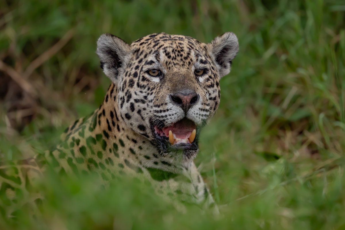 NikonIndia's tweet image. Shot by #NikonCreator Gaurav Ramnarayanan

Shot with:
Camera: #NIKONZ9
Lens: NIKKOR Z 400mm f/2.8 TC VR S

For information on products, offers and more, visit nikon.co.in
#Nikon #NikonIndia #NIKKOR #NikonPhotography