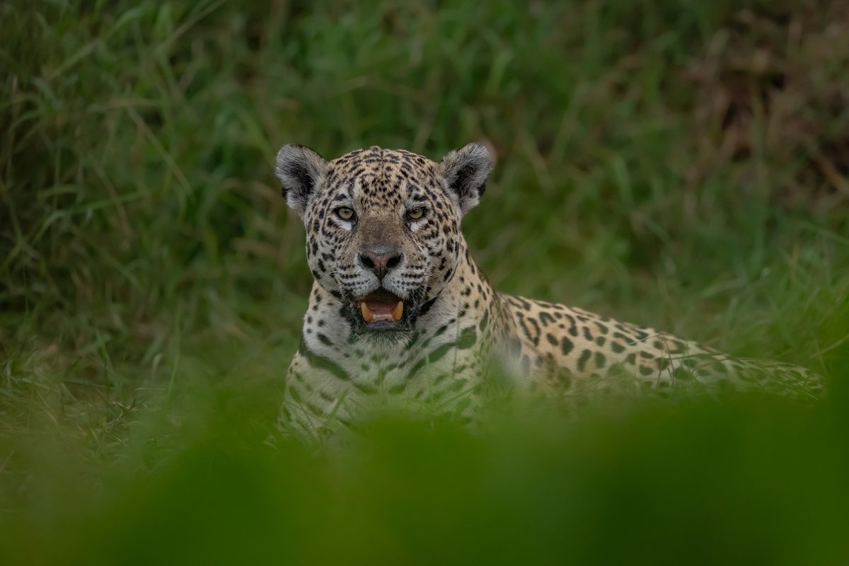 NikonIndia's tweet image. Shot by #NikonCreator Gaurav Ramnarayanan

Shot with:
Camera: #NIKONZ9
Lens: NIKKOR Z 400mm f/2.8 TC VR S

For information on products, offers and more, visit nikon.co.in
#Nikon #NikonIndia #NIKKOR #NikonPhotography