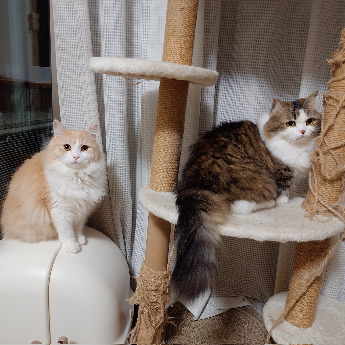 にゃあ tweet media