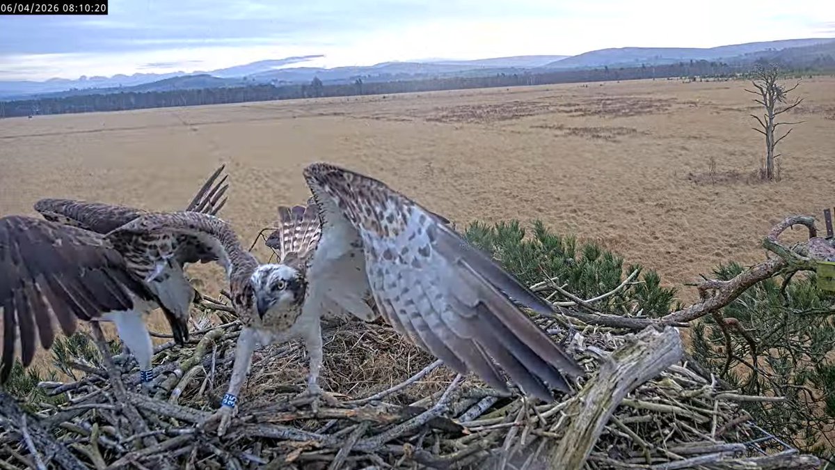 Foulshaw Ospreys tweet media