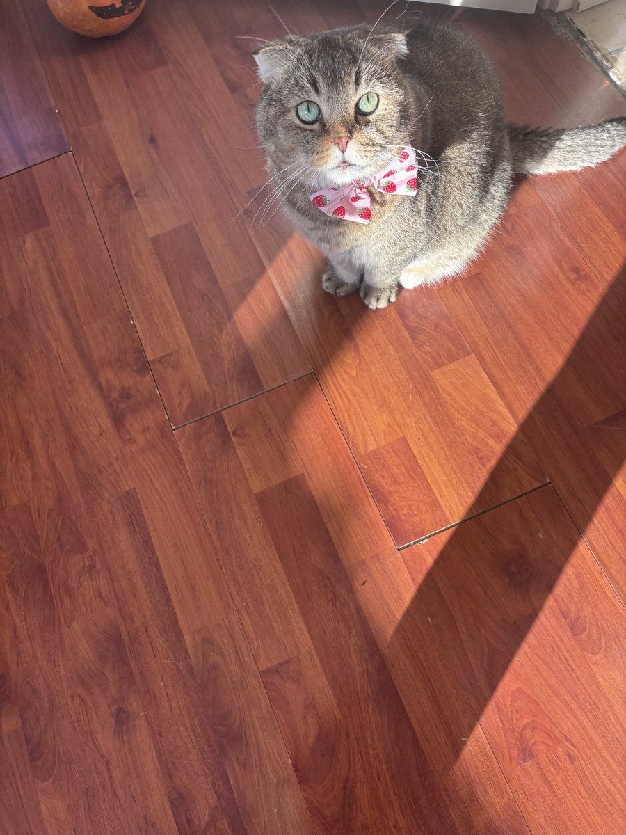 aysembg👩🏻🏫👩🏻🔬👩🏻💻🐅🐯🐈⬛ tweet media