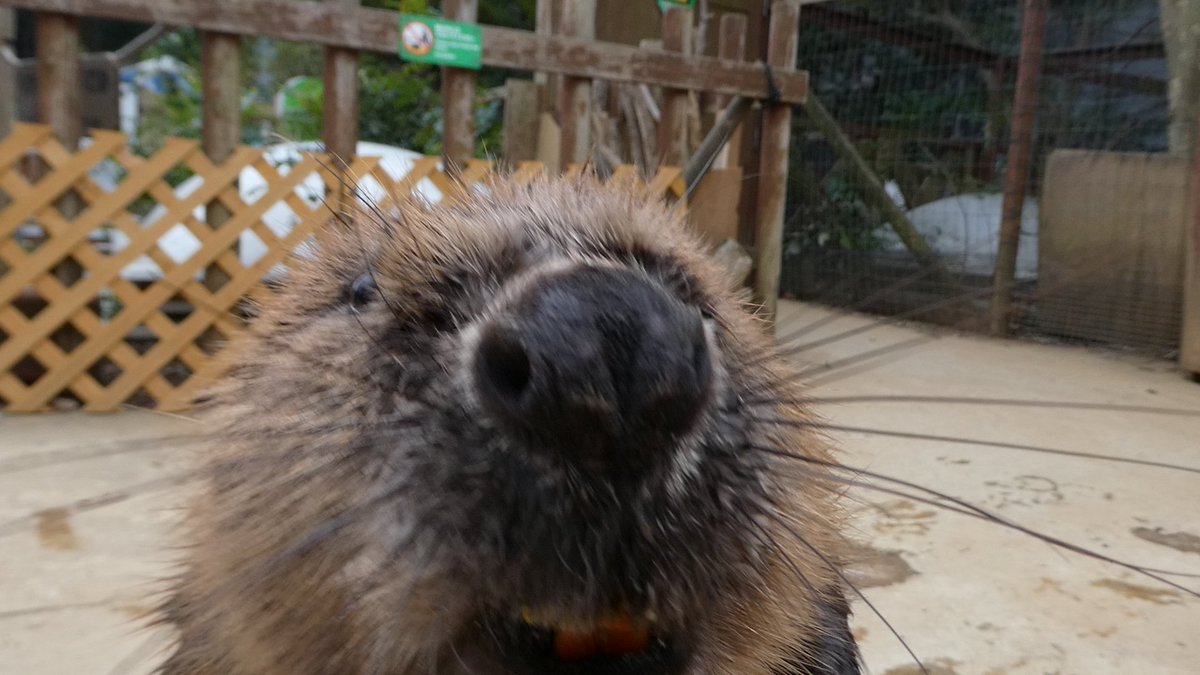 みそﾝﾇ🦫🪣 tweet media