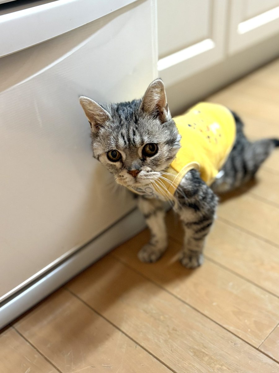 どんぐり tweet media