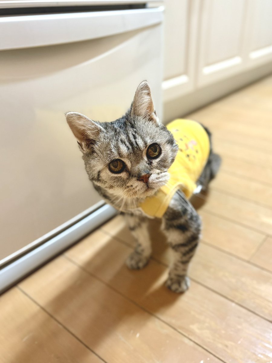 どんぐり tweet media