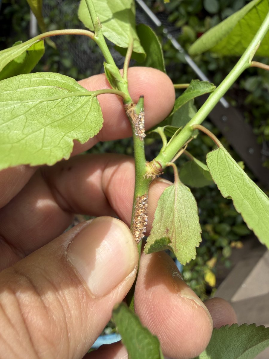 佐々木知幸@みちくさ手帳発売中 tweet media