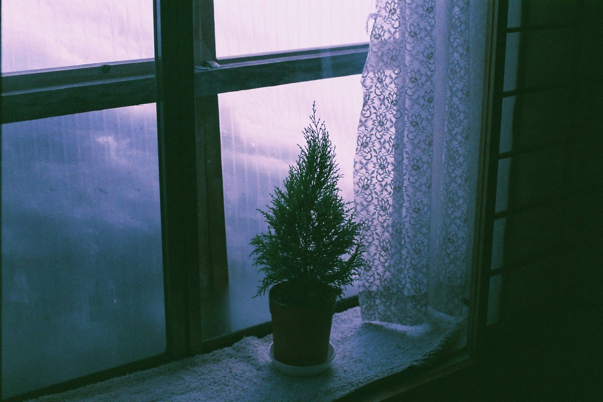 しぐれそう tweet media