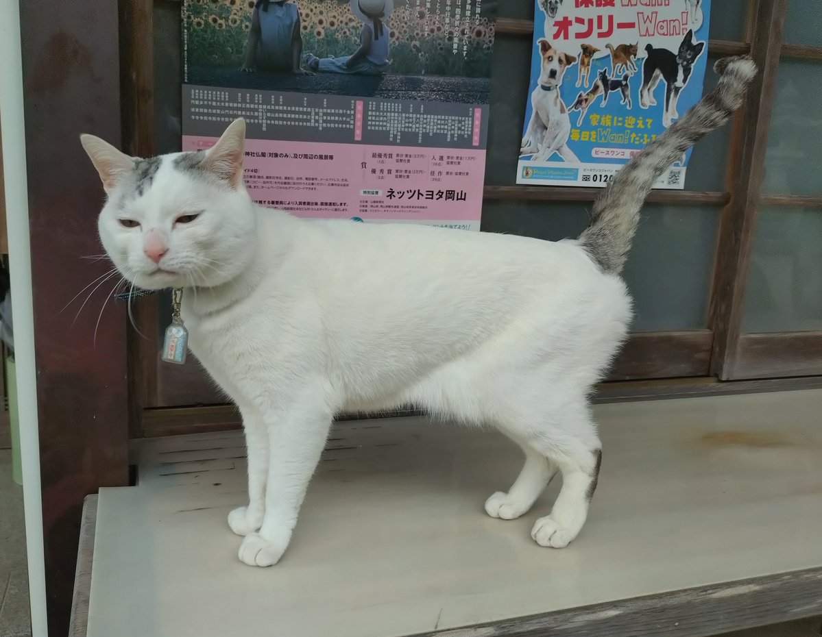 木山神社の招き猫 テン tweet media