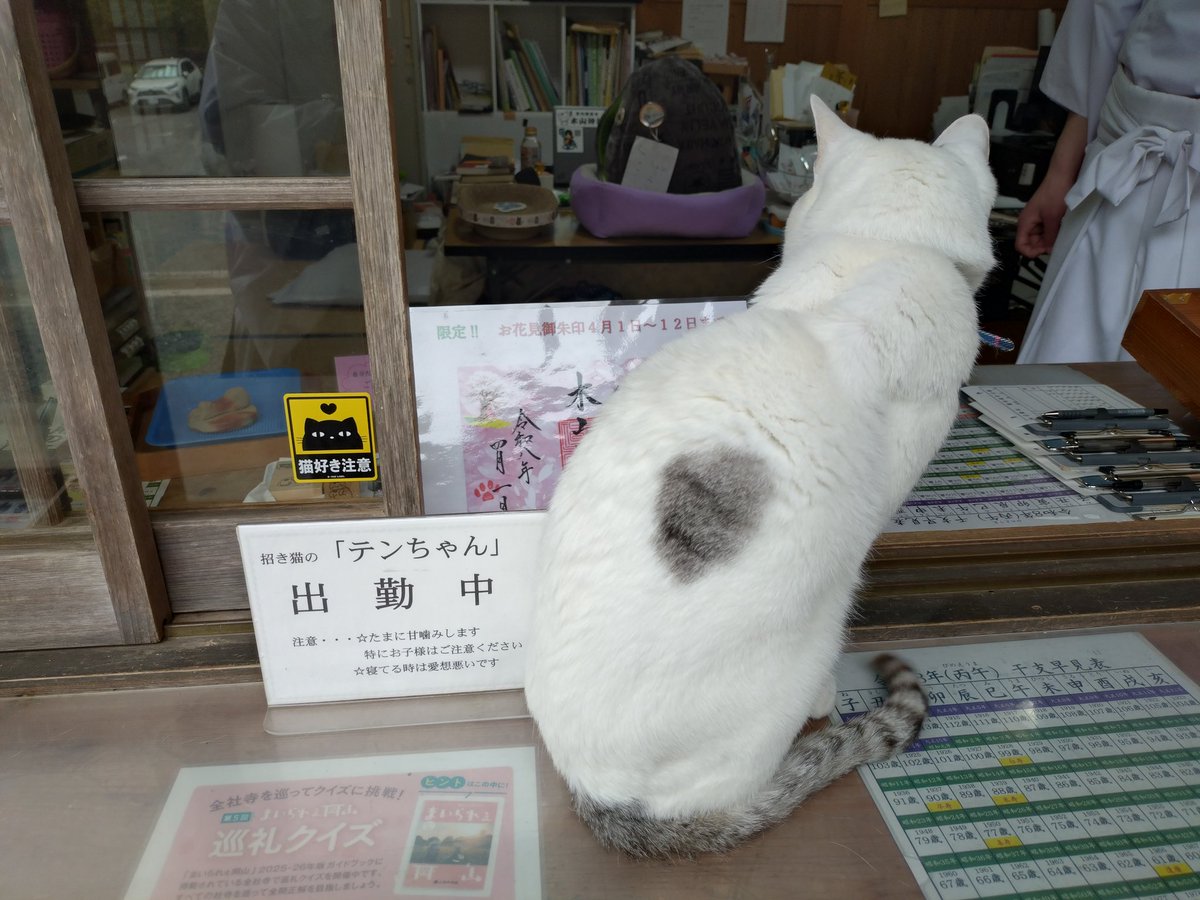 木山神社の招き猫 テン tweet media