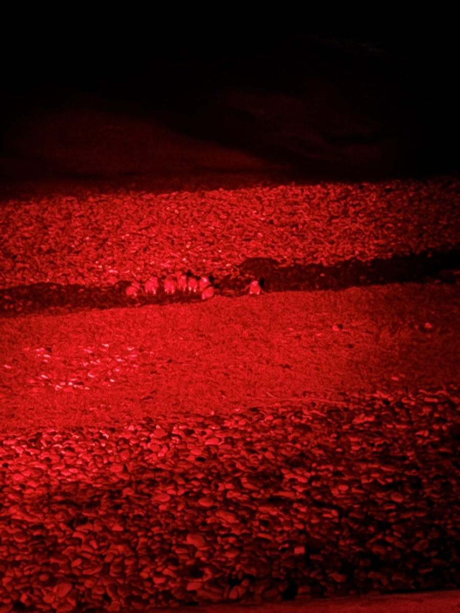 omgこぽん tweet media