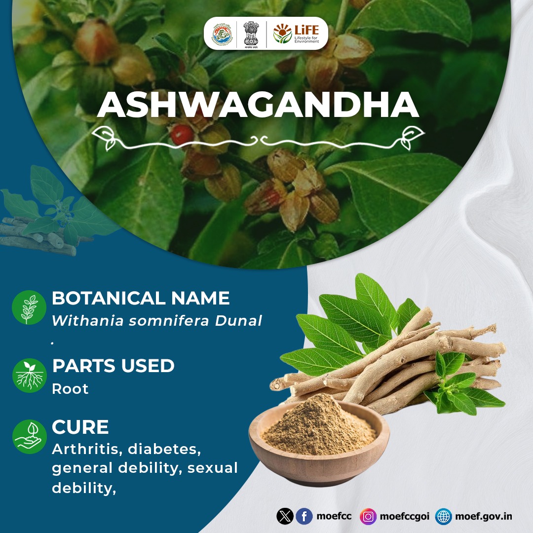 moefcc's tweet photo. Ashwagandha: A powerful herb that helps reduce stress, improve strength, and boost energy levels. Let us promote its cultivation and awareness.

#MissionLiFE
#MedicinalPlants https://t.co/8gORm7WecK