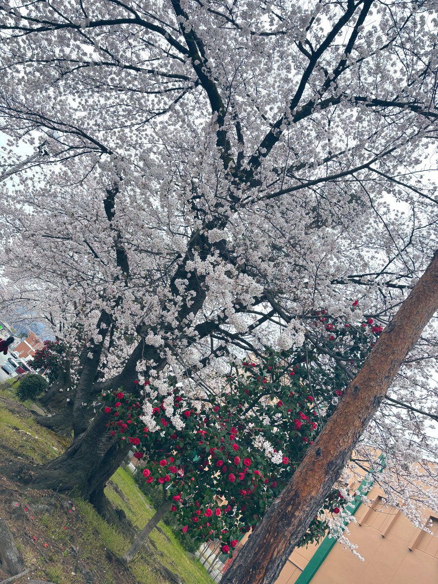 ｺﾒｺ. tweet media