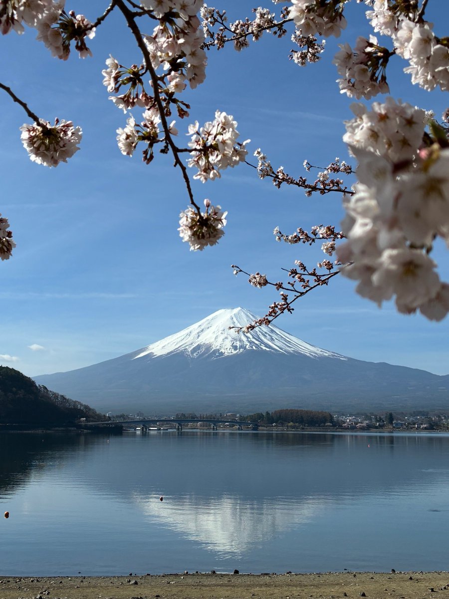 富士五湖観光連盟 tweet media