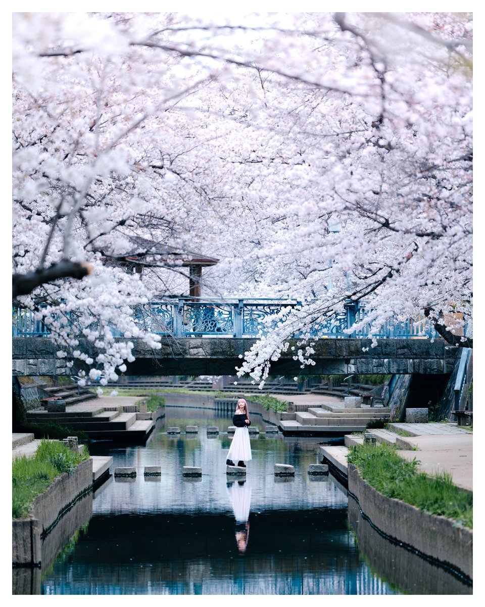yako_FLPR3's tweet photo. すごい久しぶりに撮った桜を現像した https://t.co/pLASABhOLw