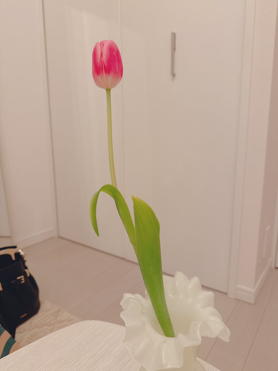 葉っぱがぺろんってなったまま長生きしてる🌷