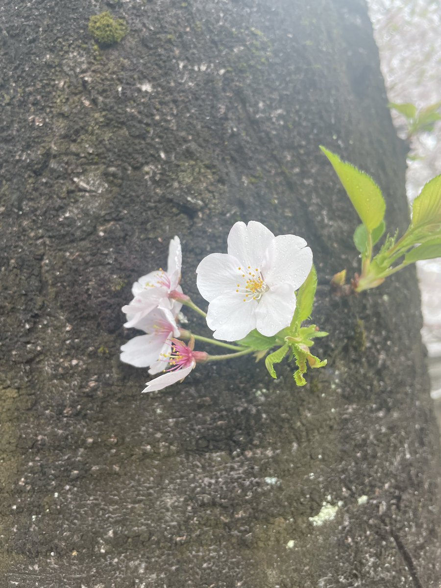 先日、わんこさんこと
藤白結子さんにお誘いいただき、
#つむぎいと2026 
観劇させていただきました！

人情とか人の縁とか…
みんな生き方に粋があって
時代劇って大好きなんだよなぁ。。

わんこさん、今回も感情ジェットコースターみたいな役で心も体も体力尽きたと思うので沢山休んでください♡笑