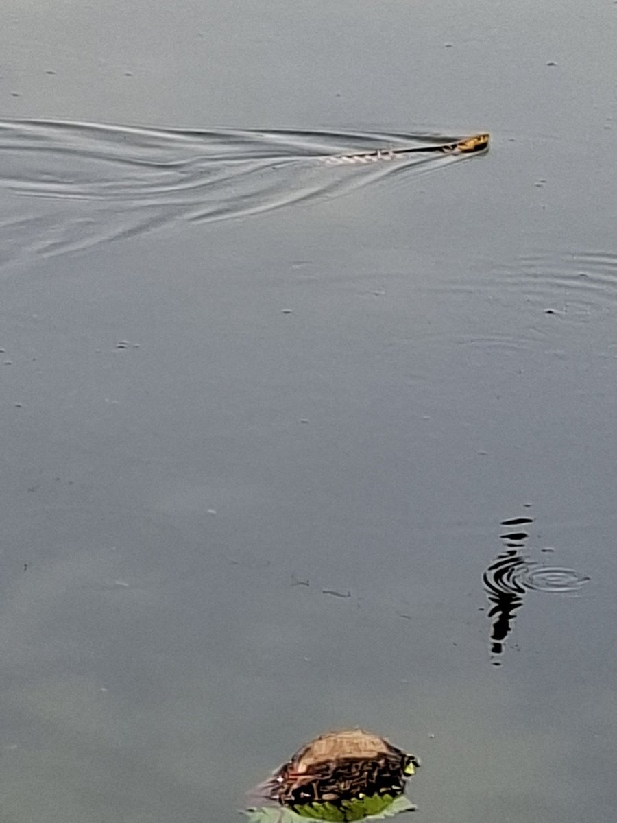 bhramar_ray's tweet photo. Checkered Keelback , an Asiatic water snake . It's non-venomous .
#Snake
#CheckeredKeelback
#জলঢোঁড়া
#NaturePhotography https://t.co/vt2WZgwHD4