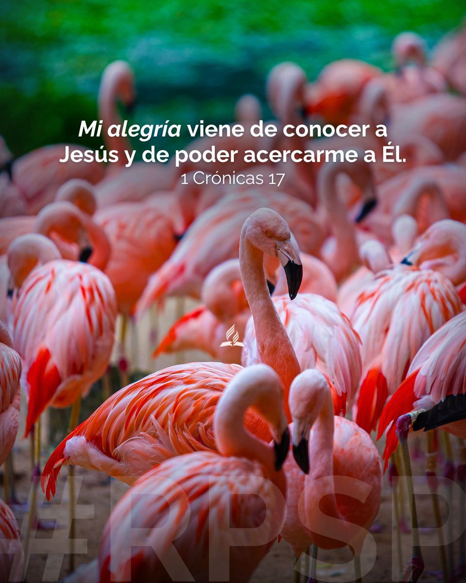 Adventistas Sudamérica tweet media